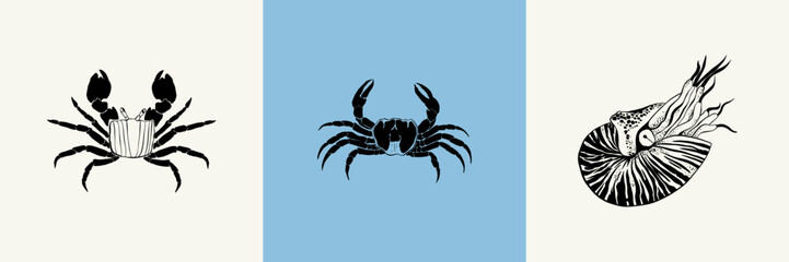 Ocean and Sea, Botanica illustration. Black ink, line, doodle style. 