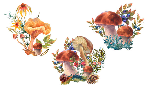 Watercolor illustration, set of forest mushrooms with dry leaf, forest plant, cones and spruce branch. Hand drawn iluustration, Isolated on a white background