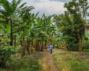Banana Plantations in Uganda