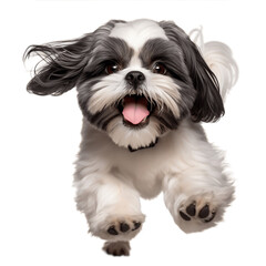 shih tzu puppy