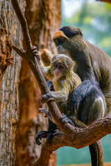 Baby De Brazza's Monkey with its mother sitting on a tree. Its scientific name is Cercopithecus neglectus.
