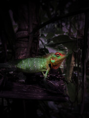 lizard on a branch