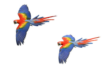 Fototapeta premium Scarlet Macaw (Ara macao) Beautiful multi-colored macaw parrots isolated on white background. This has clipping path. 