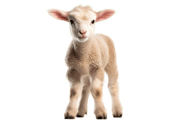 A Lamb's Radiance isolated on a transparent background, Generative Ai
