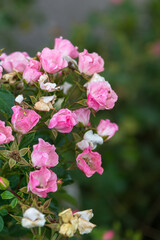 roses from the rose garden of Retiro Park in Madrid