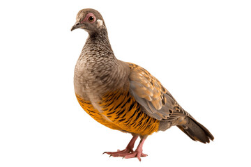 The Beauty of Squab Bird isolated on a transparent background, Generative Ai