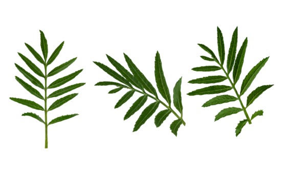 Set of marigold leaves cut out on transparent background. Marigold leaf for collage design or greeting cards.