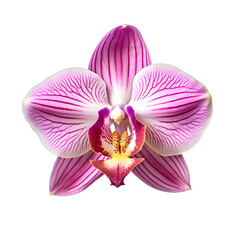 A purple orchid flower on a transparent background png isolated