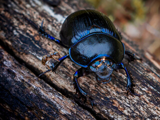 The Beetle and the Ant