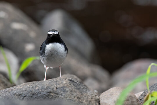 The Sundanese forktail bird is a type of water bird that usually lives in high mountain areas with cool climates. The photo depicts the Sundanese forktail bird looking for food in a rocky river.