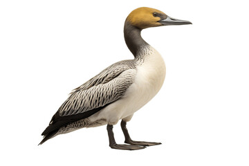 The Common Loon's Elegance isolated on a transparent background, Generative Ai