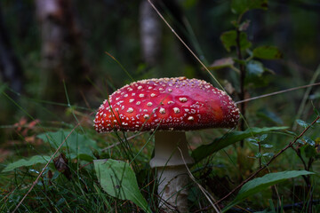 closeup of fly agaric red mushroom in the forest
