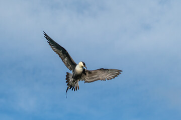 A long-tailed jeager turning midair