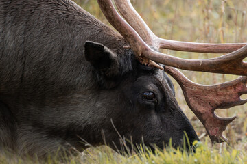 closeup of a reindeer/caribou eating grass