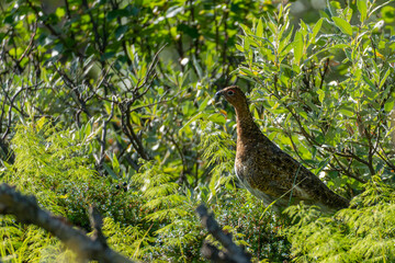 A willow ptarmigan in the herbs and bushes