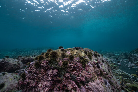 Urchin barren with surface in background, underwater landscape