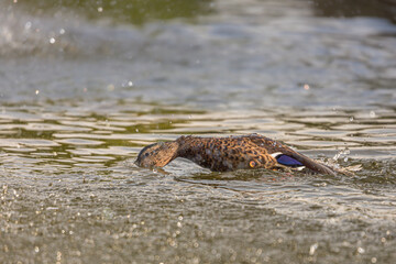 duck at Retiro Park in Madrid
