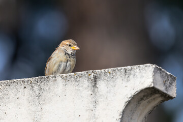 Spanish Sparrow at Retiro Park in Madrid