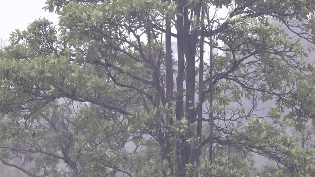 The typhoon passed by and the storm hit the forest. The trees shook violently, and the heavy wind  rain was like pouring water.High quality video photography in kaohsiung City,Taiwan		