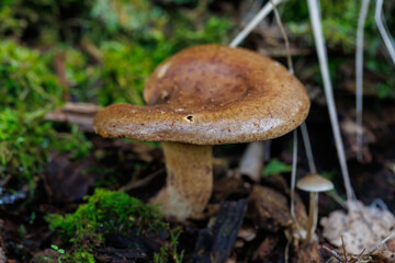 Paxillus involutus, commonly known as the brown roll-rim, common roll-rim, or poison pax, a deadly poisonous mushroom in forest, close up