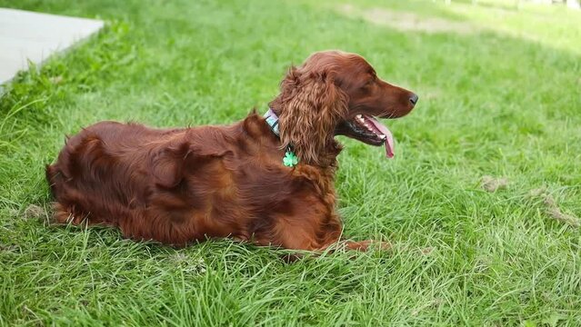 An Irish Setter dog lies in a wheat field with grass along a country road on a walk with his owner, tongue out in summer slow motion. . High quality FullHD footage