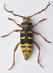 Dorsal view of a black and yellow Longhorn Beetle mimicking a wasp, white background, isolated (Plagionotus detritus)