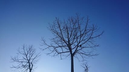 A tree without leaves against clear blue sky in Istanbul Turkey.