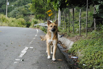 Adorable y elegante perro