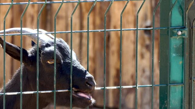 black goat in a cage at the zoo.4k video shooting