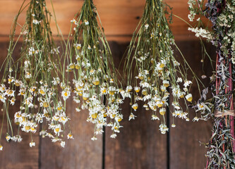 Bunches of dried herbs hanging on a rope against the background of an old, wooden barn wall. Field chamomile with a yellow center and white petals. Dried plants, herbal medicine.