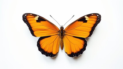 Fototapeta na wymiar Butterfly insect animal.AI generated image