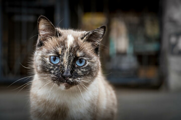 The white and grey stray cat with the blue eyes in the city of Saratov, Russia.
