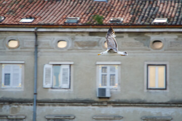 Flying seagull in front of building. Rijeka, Croatia