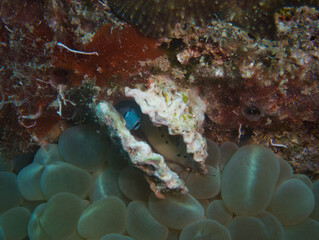 Red Sea's hidden treasures: Tiny gobies find refuge inside bivalve shells amidst a vibrant artificial reef. A unique underwater spectacle.