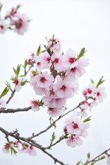 Soft pink almond blossoms and green leaves tree branches a gainst a white sky on a spring day in Germany.