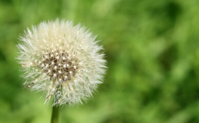 Dandelion with dew drops on green grass in the garden. White dandelion close up photo. Environment conversation concept. Green blurry background with copy space. 