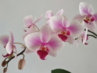 Fototapeta premium Pink and white Phalaenopis orchid
