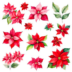 Set of watercolor poinsettia, red flowers with green leaves isolated on white background. Cut out PNG illustration on transparent background.