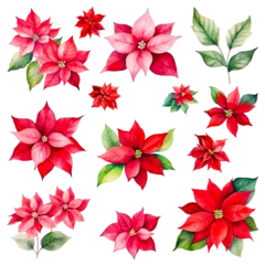 Fototapete Tropische Pflanzen Set of watercolor poinsettia, red flowers with green leaves isolated on white background. Cut out PNG illustration on transparent background.