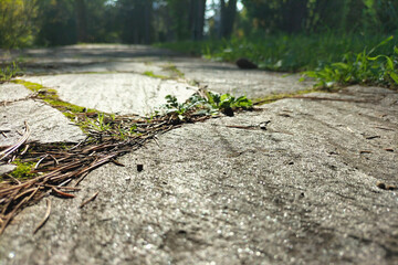 Surface of a walking path in park with large trees made of large natural stones close-up in the afternoon. Macro photography in vivo and nature lights. Reflection in every moment, every step of life
