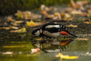 black and white fish © Karol