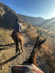 Ridding a Mule in Colca Canyon in Peru, Andes Mountains, Arequipa, South America