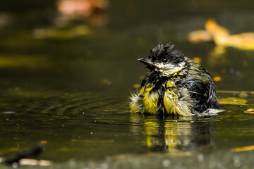 duck in the water © Karol