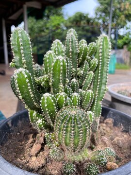 Cereus Peruvianus Cactus