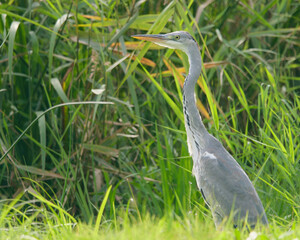 Close-up photo of a Grey heron (Ardea cinerea) standing in the meadow 