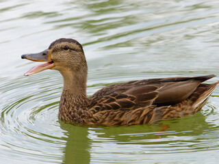 Close-up photo of a female wild duck (Anas platyrhynchos)  swimming in the river