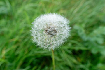 Fototapeta premium dandelion on green background