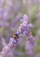 flowers, purple, bee, summer