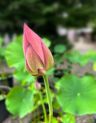 ハスの花・蕾