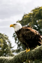 Foto op Plexiglas american bald eagle © damien